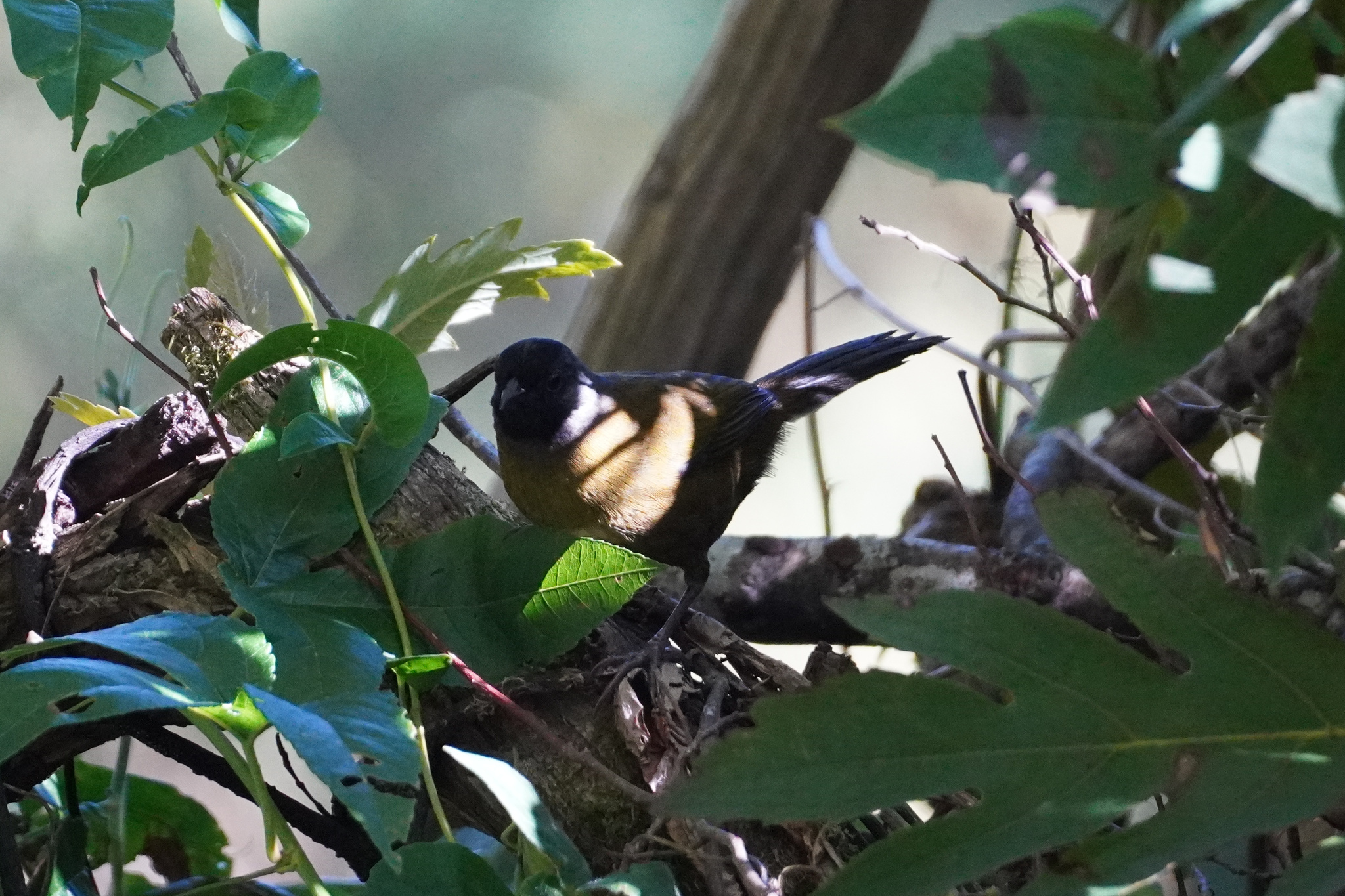 Large-footed Finch (Pezopetes capitalis), photo 5
