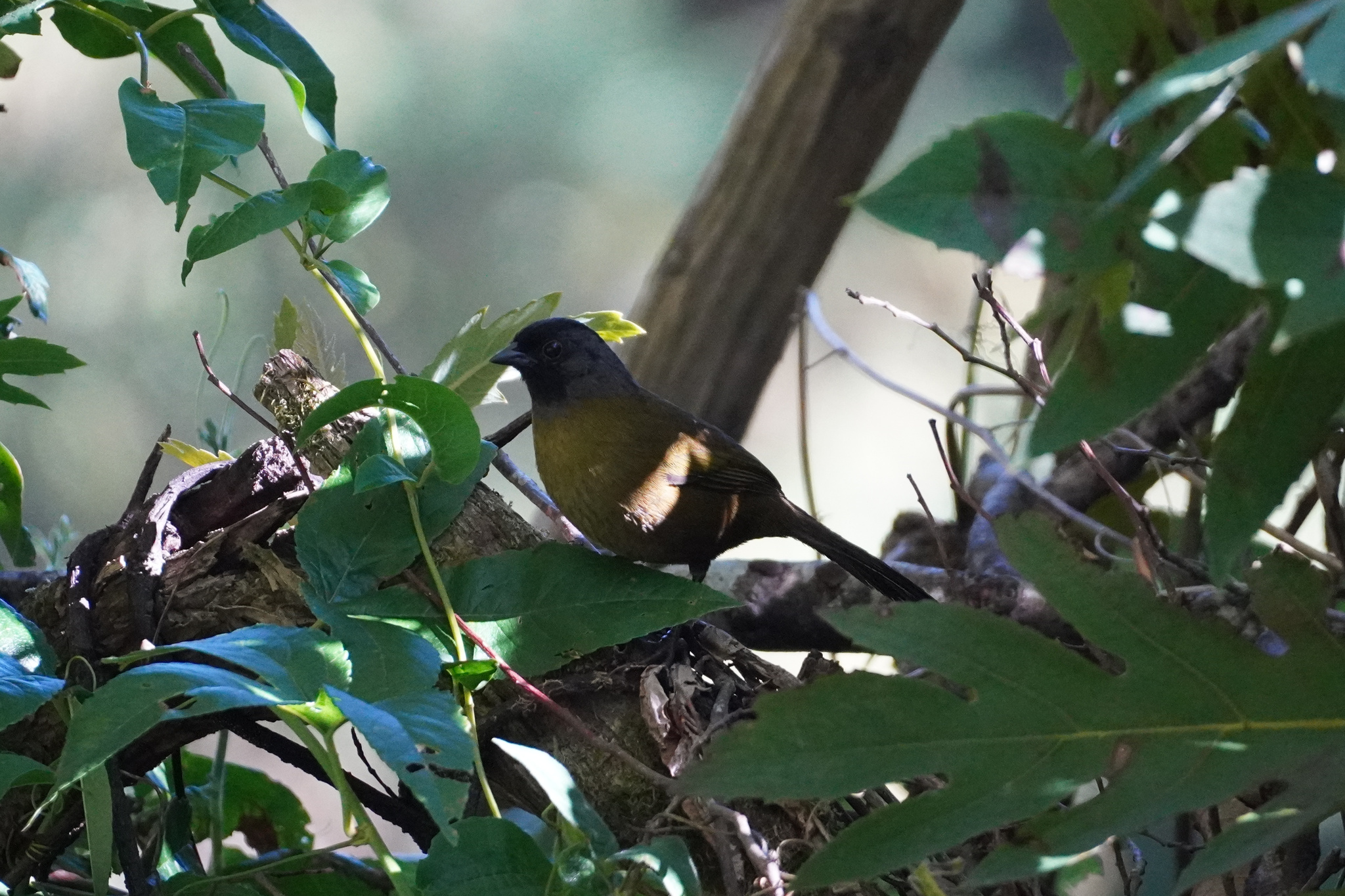 Large-footed Finch (Pezopetes capitalis), photo 3