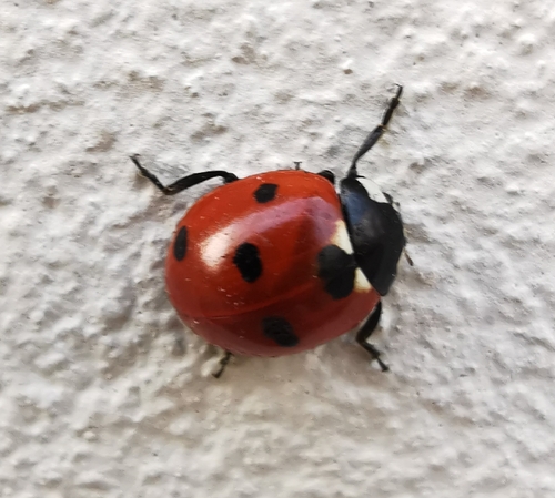 Seven-spotted Lady Beetle