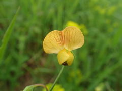 Lathyrus annuus