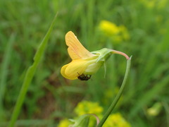 Lathyrus annuus