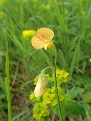 Lathyrus annuus