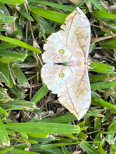 Leaf Emperor