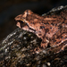 Tailed Frogs - Photo (c) Charles R. Peterson, some rights reserved (CC BY-NC), uploaded by Charles R. Peterson