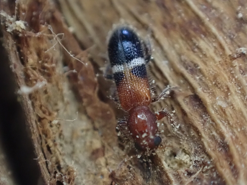 Blackburniella, 2026-03-04