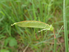 Lathyrus annuus