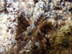 Segestria senoculata