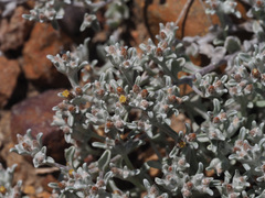 Helichrysum tinctum