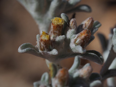 Helichrysum tinctum