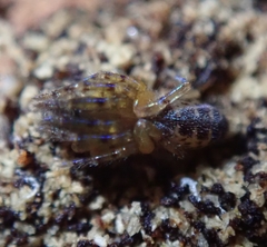 Segestria senoculata