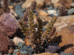 Crassula campestris