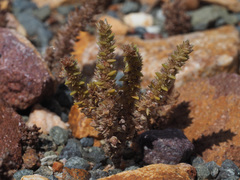 Crassula campestris