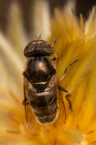 Unknown species found near Santa Cruz, CA, USA