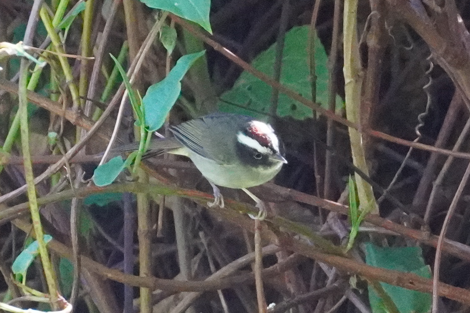Black-cheeked Warbler (Basileuterus melanogenys), photo 10