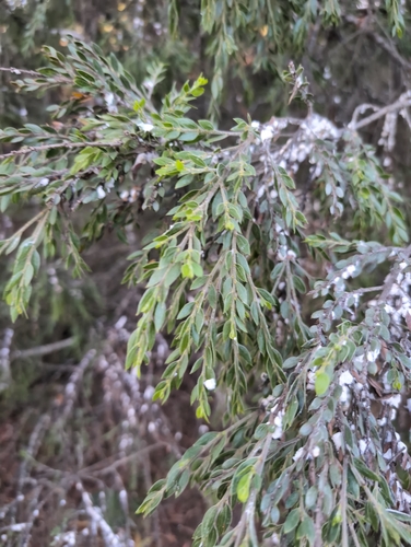 sticky wattle (Acacia howittii)