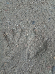 Procyon cancrivorus
