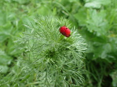 Adonis annua