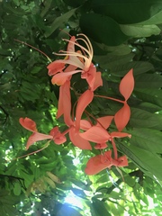 Amherstia nobilis