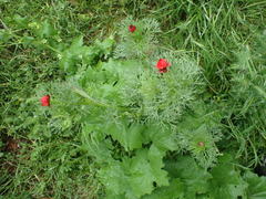 Adonis annua