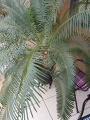 Cycas circinalis