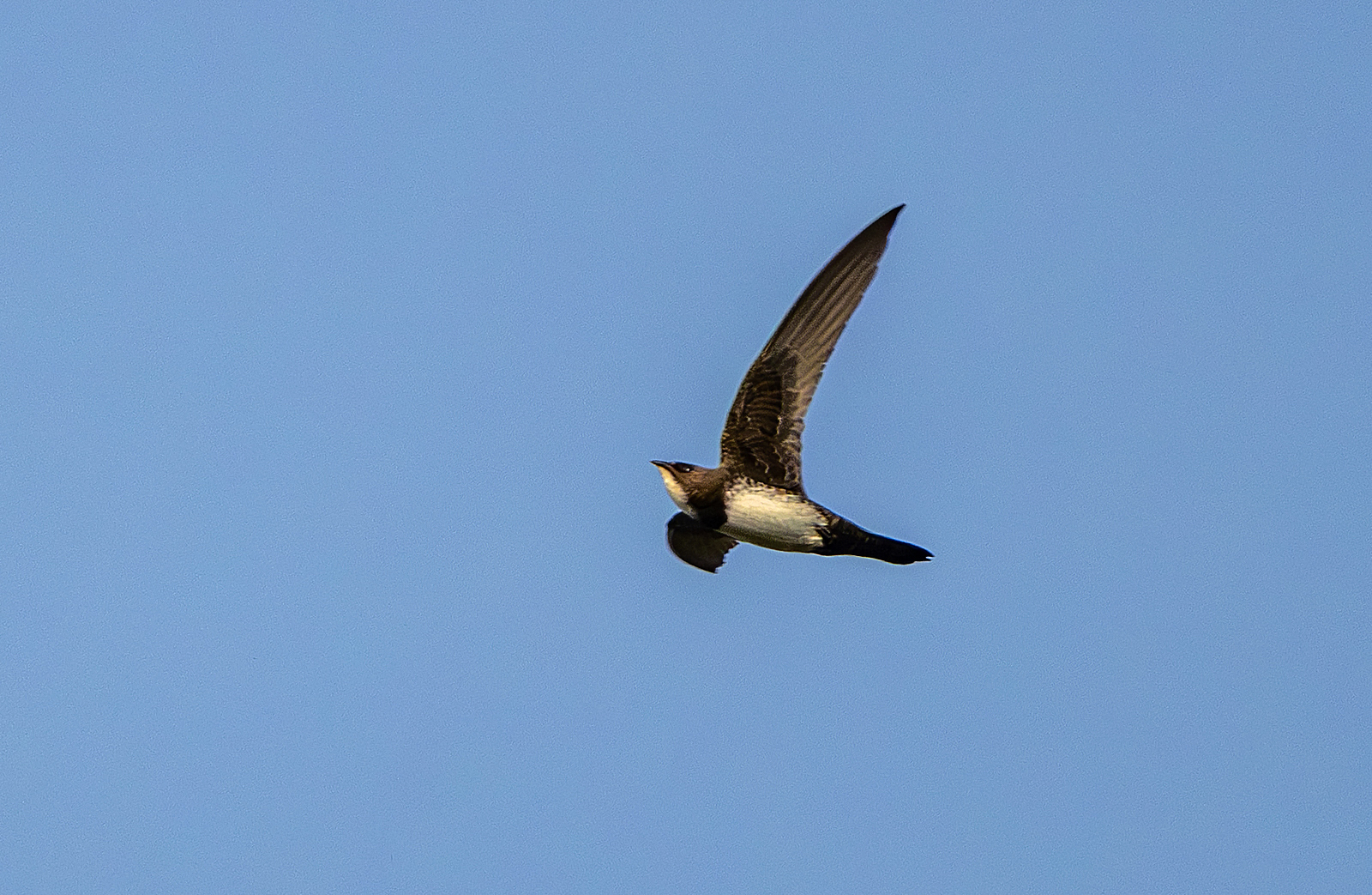 Alpine Swift (Tachymarptis melba), photo 8