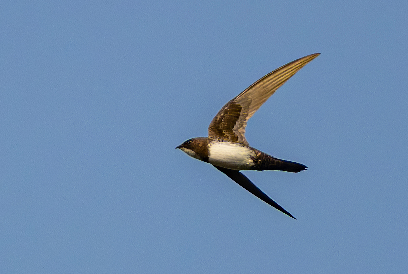 Alpine Swift (Tachymarptis melba), photo 9