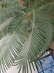 Cycas circinalis