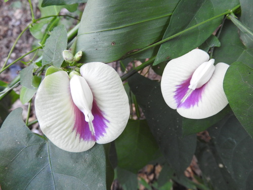 Sagittate butterfly-pea (Centrosema sagittatum)