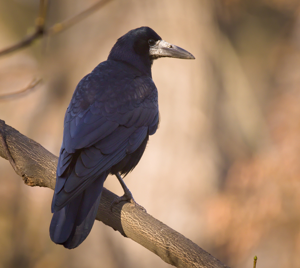 Rook (Corvus frugilegus) - British Birds - Woodland Trust