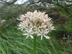 Allium nigrum