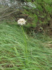 Allium nigrum