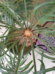 Cycas circinalis