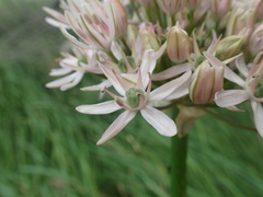 Allium nigrum