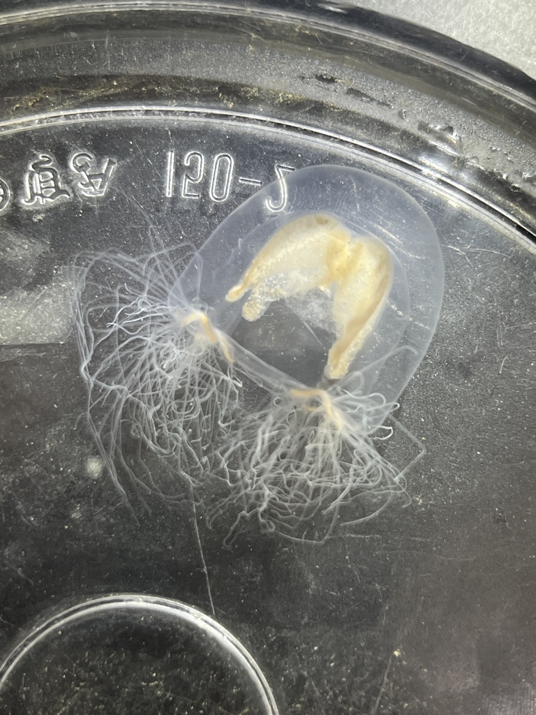 Nemopsis dofleini