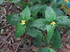 Calyptocarpus