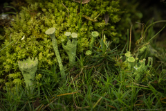 Cladonia carneola