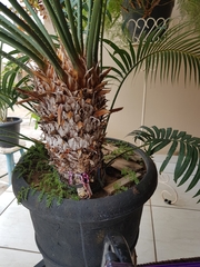Cycas circinalis