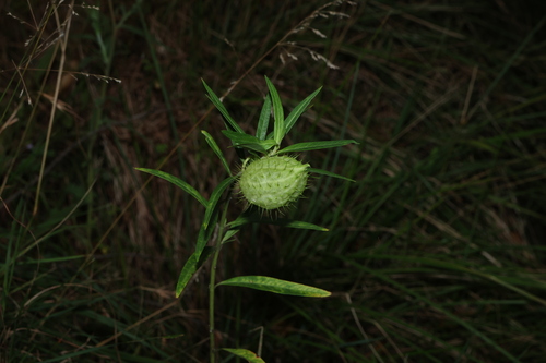Hybrid Balloonplant (Gomphocarpus fruticosus)