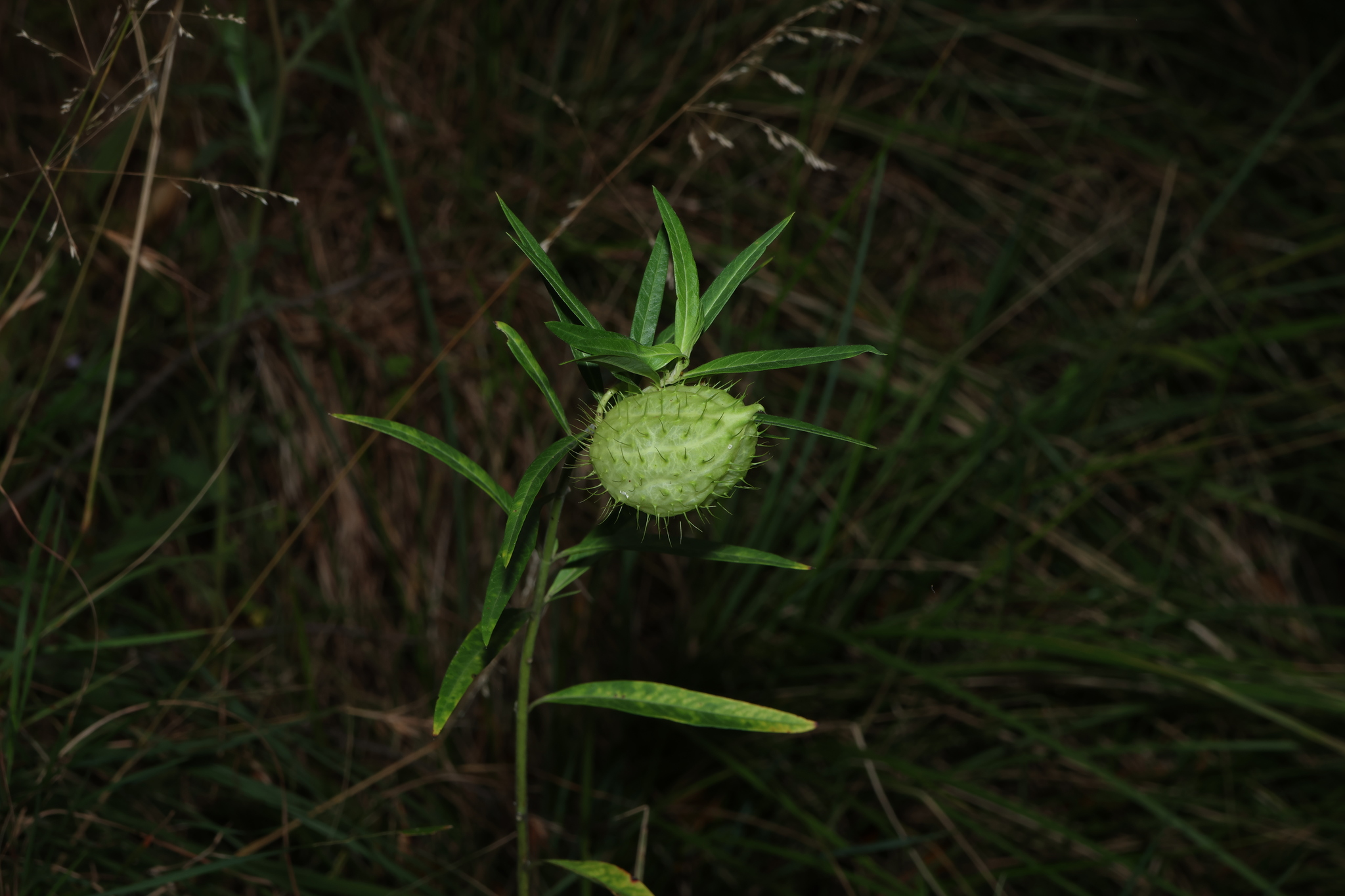 Swan Plant (Gomphocarpus fruticosus)
