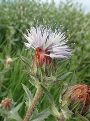 Asteraceae