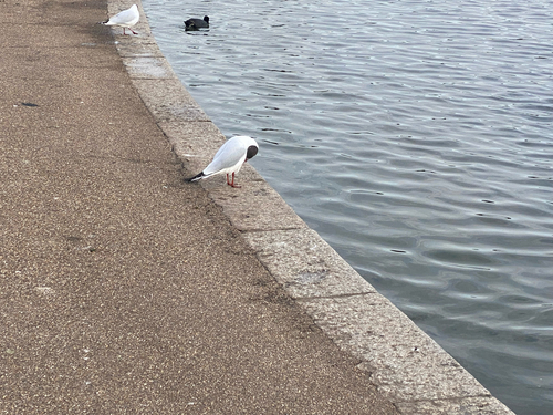 Black-headed Gull