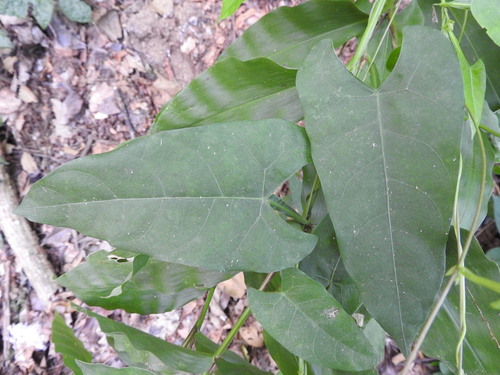Centrosema sagittatum, photograph 3