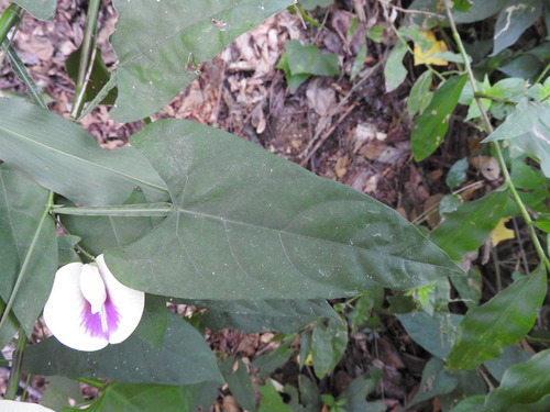 Centrosema sagittatum, photograph 2