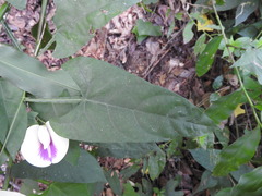 Centrosema sagittatum, photograph (c) Alexis López Hernández, some rights reserved (CC BY)