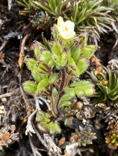 Euphrasia australis observed 2026-03-03