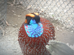 Tragopan temminckii