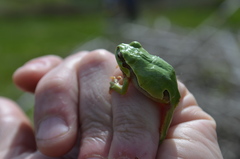 Hyla molleri