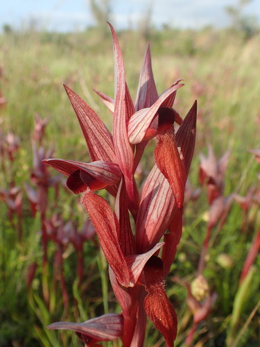 Long-lipped serapias