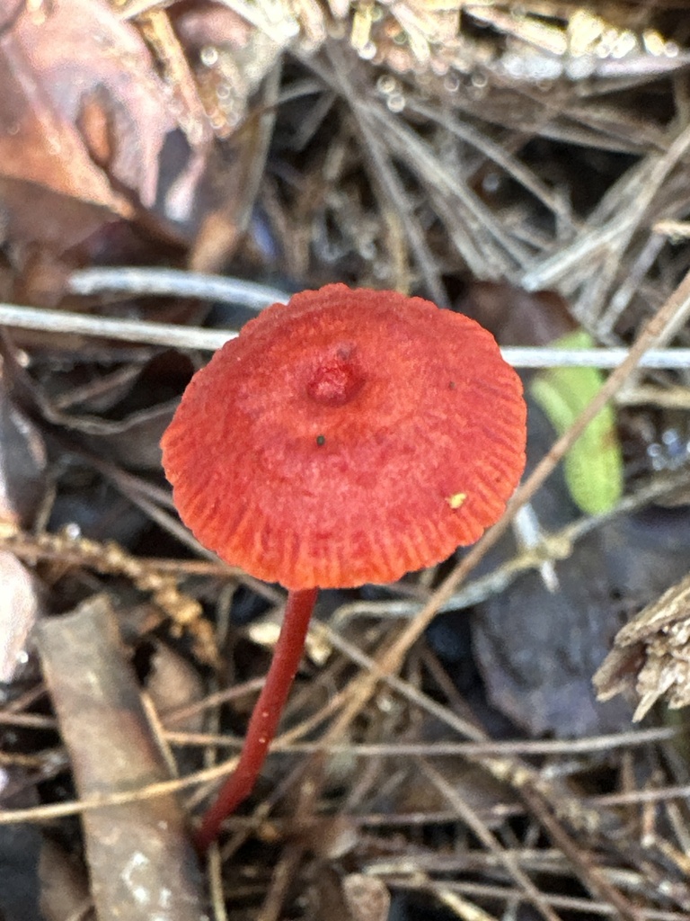 Cruentomycena viscidocruenta · March 2026 · photo: © prossington (iNaturalist, cc-by)