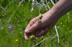 Hyla molleri